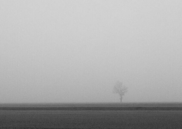Fotografía de un arbol solitario en la niebla en Lombardía, – fotografía fine art en blanco y negro de Marco Lo Piccolo